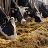 agriculture industry, farming and animal husbandry concept – her