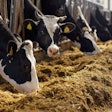 agriculture industry, farming and animal husbandry concept – her