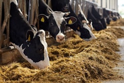 agriculture industry, farming and animal husbandry concept – her