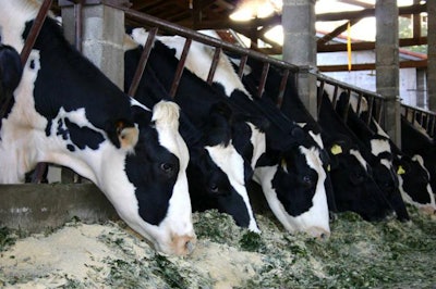 dairy-cow-eating-1509FMnutrition