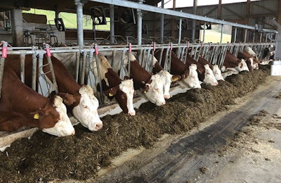 dairy-cow-feed-additives