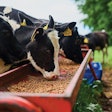 dairy-cow-feed-efficiency-testing