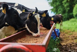 dairy-cow-feed-efficiency-testing