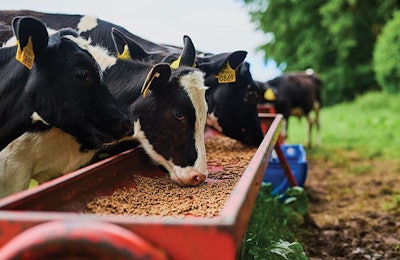 dairy-cow-feed-efficiency-testing