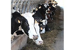 dairy-cows-1311FIFormulation