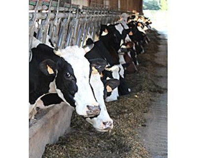 dairy-cows-1311FIFormulation