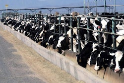 dairy-cows-eating-1511