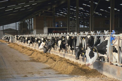 Holstein dairy cows feed on silage in a large freestall farm barn in Devon