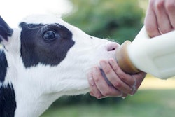 Portrait of baby cow calf enjoy drinking milk from human