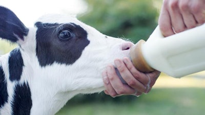 Portrait of baby cow calf enjoy drinking milk from human