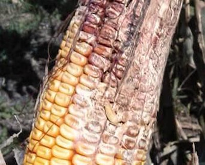 diseased-corn-1404FMcrops