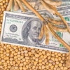 Profit From Soybean Cultivation