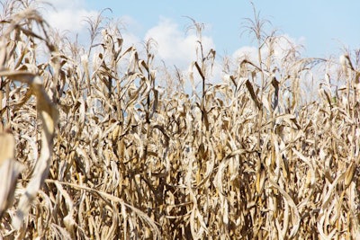 drought corn field