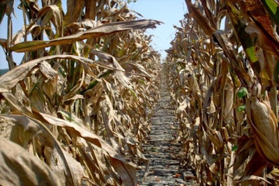 dry-corn-field