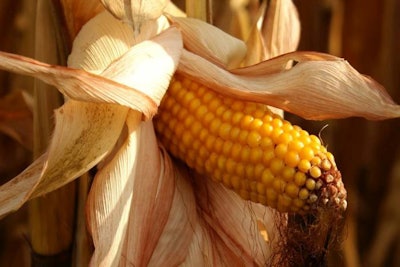 ear-of-corn