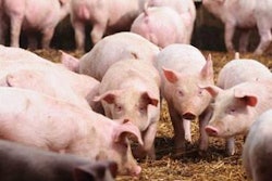 effect-of-particle-size-on-pig-feed-1401FMIngredients