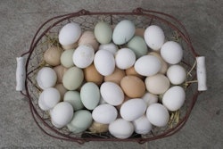 egg-basket-1000