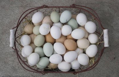 egg-basket-1000