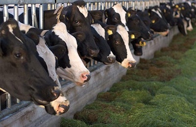 enzymes-fed-to-dairy-cows