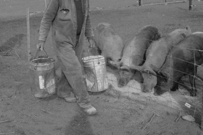 farmer-feeding-pigs-1604