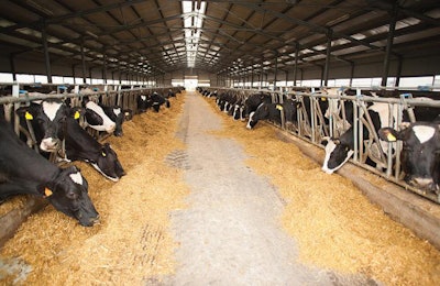 feeding-enzymes-to-dairy-cows
