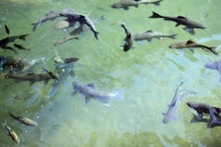 an image of a feeding fish in a park
