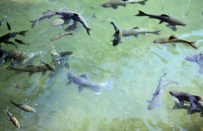 an image of a feeding fish in a park