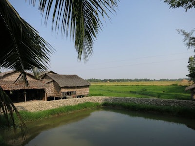 fishing-myanmar-rice