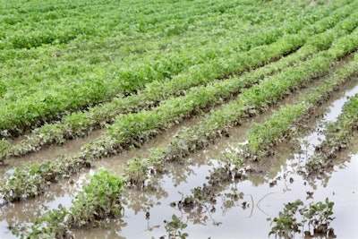 flooded-field-soybean