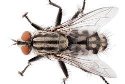 A macro shot of fly isolated on white background. Top view of house fly insect