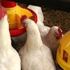 four-broiler-chickens-eating