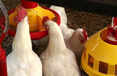 four-broiler-chickens-eating