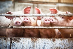 four-piglets-behind-fence