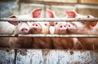 four-piglets-behind-fence