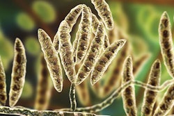 fungi-fusarium-which-produce-mycotoxins-cereal