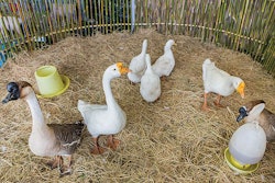 geese-on-a-local-farm