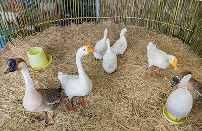 geese-on-a-local-farm