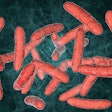 gut-microbiota-probiotics
