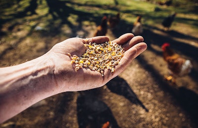 hand-holding-feed-with-chickens