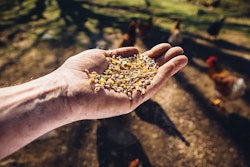 hand-holding-feed-with-chickens