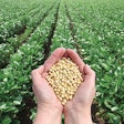 handful-of-soybeans-in-soybean-field