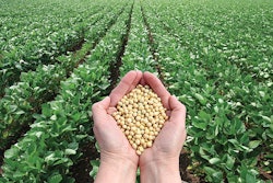 handful-of-soybeans-in-soybean-field