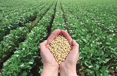 handful-of-soybeans-in-soybean-field