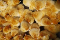 hatched-chicks-1511