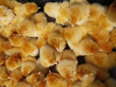 hatched-chicks-1511