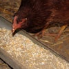 hen-eating-feed