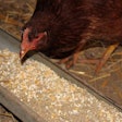 hen-eating-feed