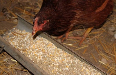 hen-eating-feed