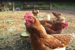 hens-in-chicken-coop
