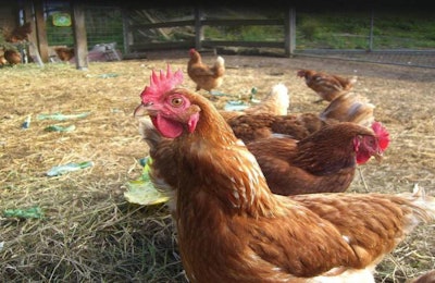 hens-in-chicken-coop